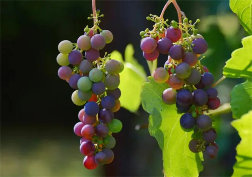 葡萄有哪些营养价值？ 哪些人不可以吃葡萄？